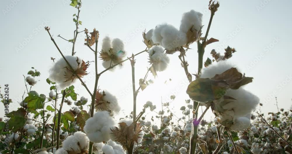 Cotton Bush on the background of sunlight , ready for harvesting. Cotton field . 4K video Cotton Bush on the background of sunlight , ready for harvesting. Cotton field . 4K video