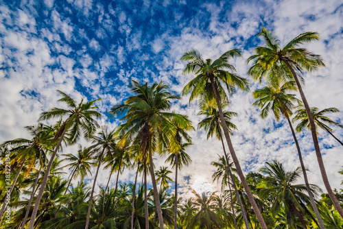 beach on Koh Samui in Thailand, paradise, sunny beach, coconuts and palm trees, sunbathing and swimming in the sea, blue ocean and sky, travel to the resort, relaxation and enjoyment