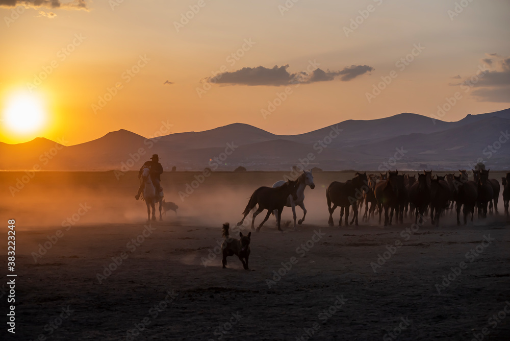 Wild horses run in foggy at sunset. Between Cappadocia and Kayseri, Turkey