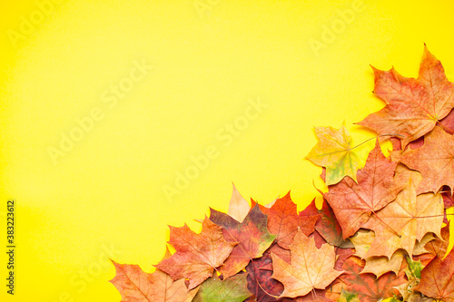 Layout of red and orange autumn maple leaves and garden apples on a bright yellow background.