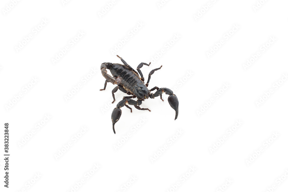Black scorpion ready to fight isolated on white background (focus selection).