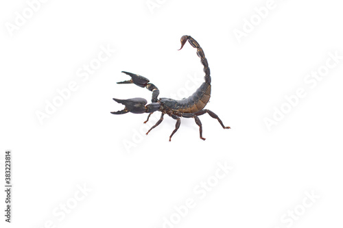 scorpion isolated on white © jan nakhonkae