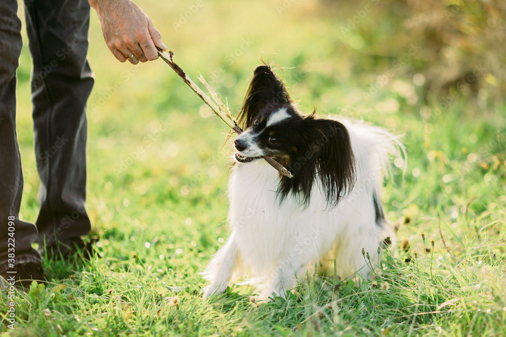 papillon dog playing in the field outdoors