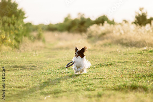 papillon dog running in a field at sunset