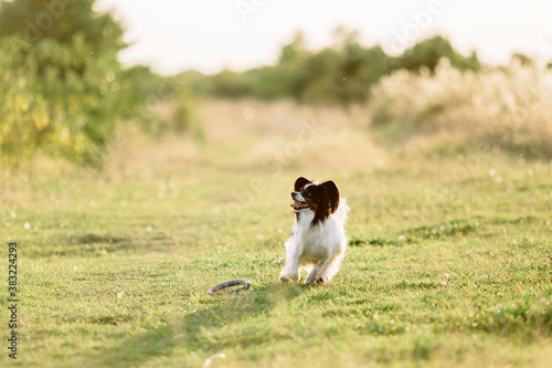 papillon dog running in a field at sunset