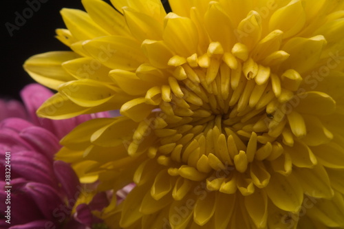 close-up shot of autumn flower, yellow chrysanthemum petals from bouquet © barsukov_eug