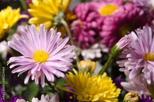 a close-up shot of a part of an autumn bouquet  a view among flowers of different colors