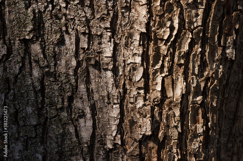 Acacia bark texture close up