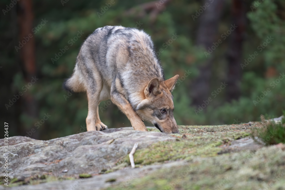 Lone wolf running in autumn forest Czech Republic Lone wolf running in autumn forest Czech Republic