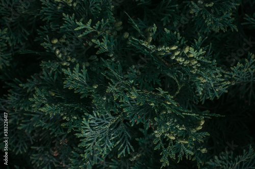 Dark green coniferous background, selective focus.