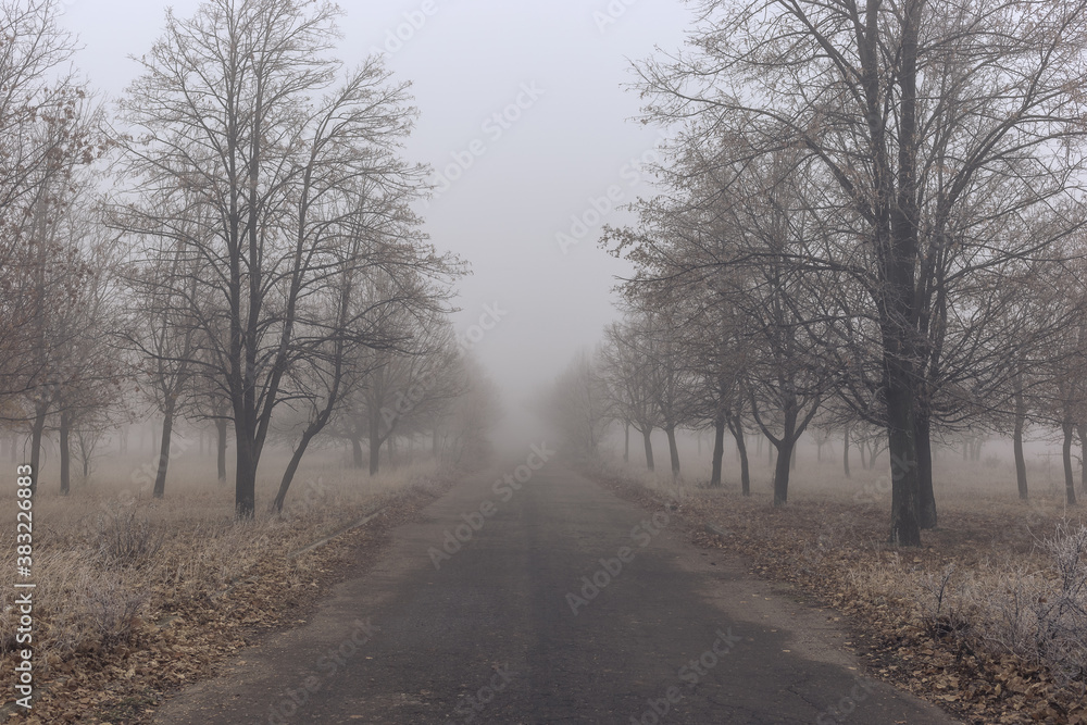 Old asphalt road in autumn park with trees in the fog Old asphalt road in autumn park with trees in the fog