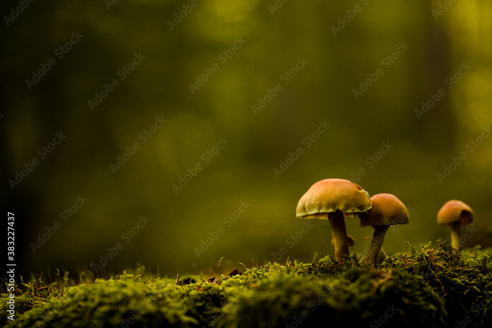 Couple of mushrooms standing on the damp moss in the forest. Warm atmosphere. Germany's forest. Couple of mushrooms standing on the damp moss in the forest. Warm atmosphere. Germany's forest.