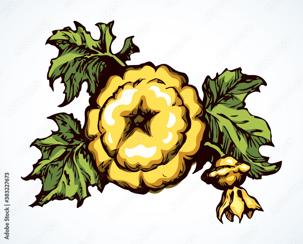 Pattypan squash fruit. Vector drawing Stock Vector Adobe Stock