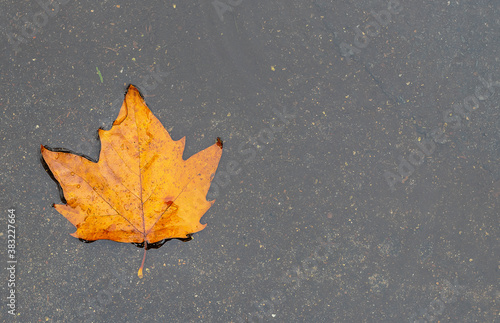 Bright autumn maple leaf in the puddle