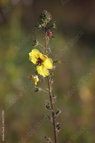 yellow autumn flower on a high stem
