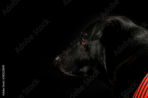 Close up the head shot of the black dogs with red dog shirt in the black background. Pet concept. Dark tone.