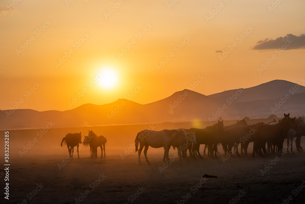 Wild horses run in foggy at sunset. Between Cappadocia and Kayseri, Turkey