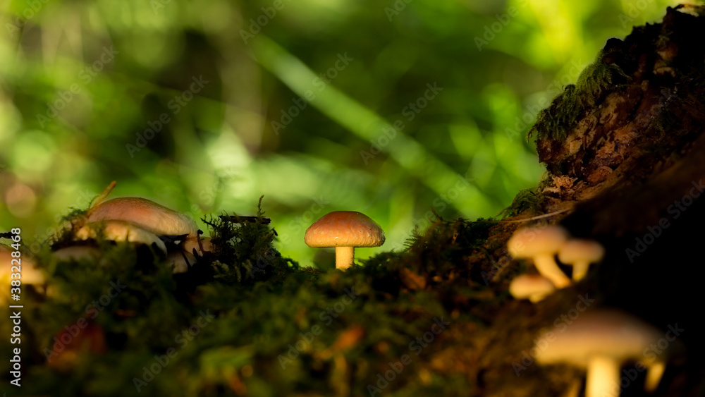 Mushrooms on the damp moss are in the forest. Warm atmosphere. Mushroom season. Mushrooms on the damp moss are in the forest. Warm atmosphere. Mushroom season.