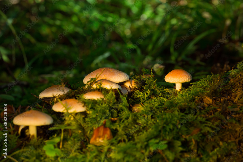 Mushrooms on the damp moss are in the forest. Warm atmosphere. Mushroom season. Mushrooms on the damp moss are in the forest. Warm atmosphere. Mushroom season.