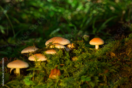 Mushrooms on the damp moss are in the forest. Warm atmosphere. Mushroom season.