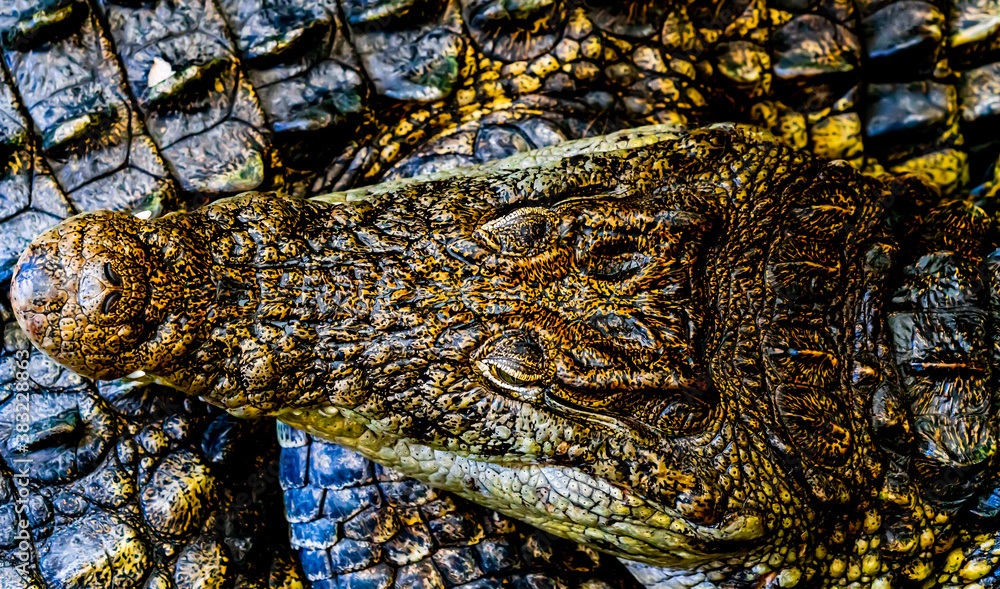 Head of a crocodile on top of another crocodile with beautiful skin pattern. Close up. Head of a crocodile on top of another crocodile with beautiful skin pattern. Close up.