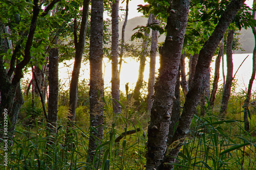 Fototapeta premium 夕暮れの湖畔の森。沈みゆく夕陽の下の自然の静けさ。