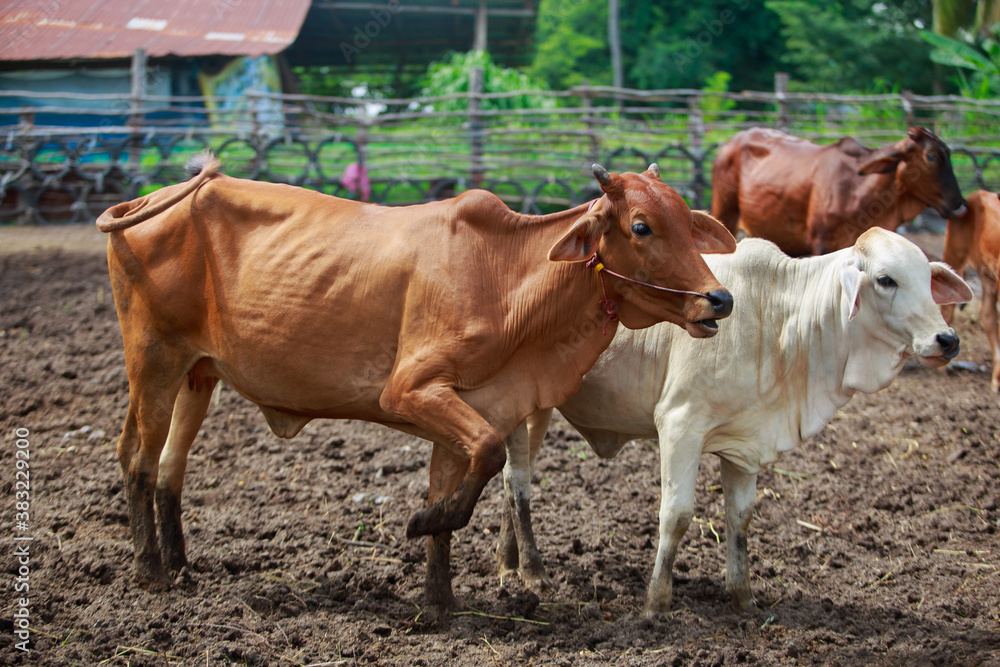 Cow farm in countryside Cattle farm in rural industries Cow farm in countryside Cattle farm in rural industries