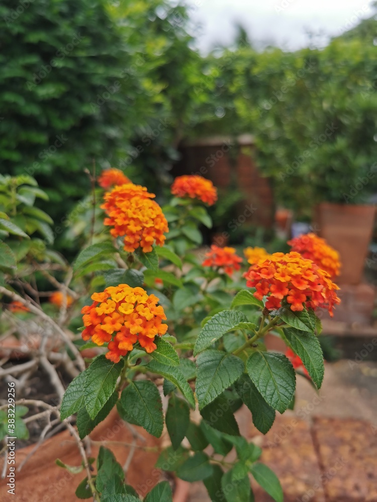 The blooming of orange lantana with garden background. The blooming of orange lantana with garden background.