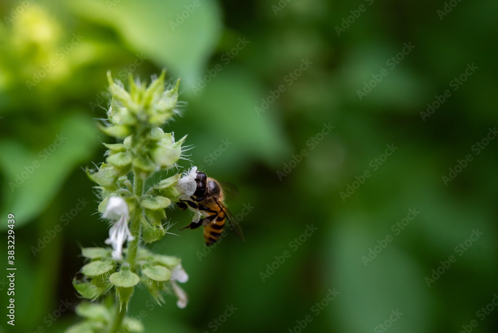 Bee sucking honey of hairy basil in the garden. Bee sucking honey of hairy basil in the garden.