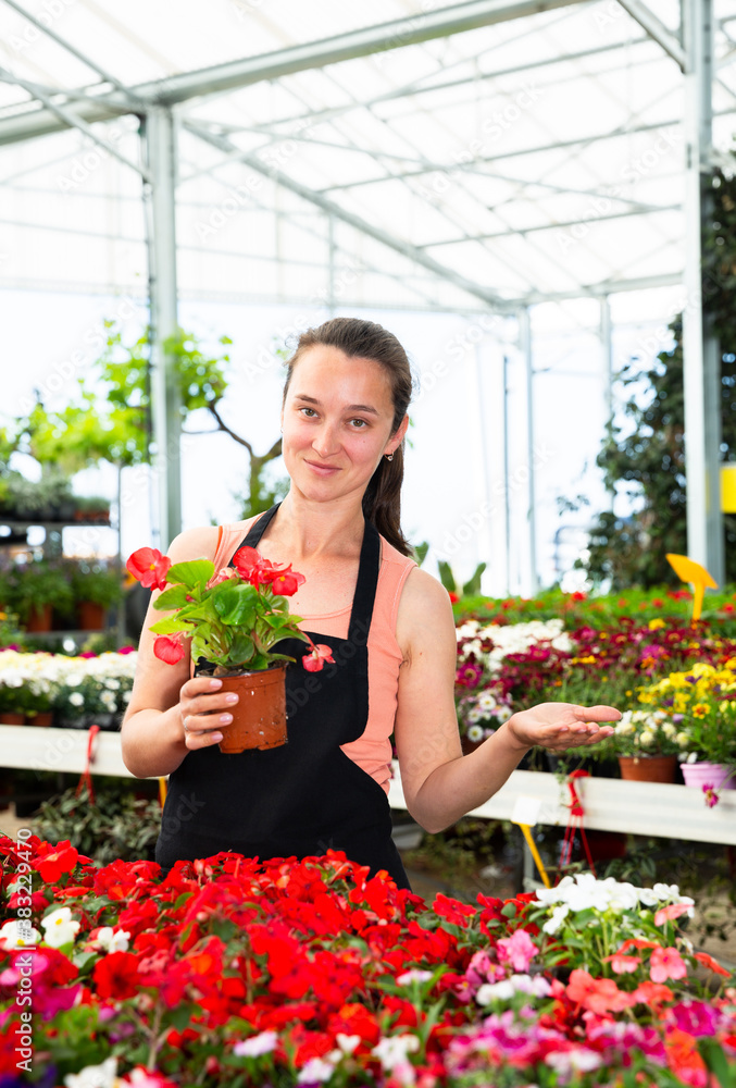 Portrait of young female gardener working with dipladenia plants in pots in greenhouse