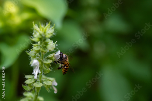 Bee sucking honey of hairy basil in the garden.