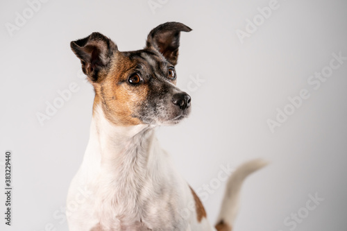 Brown, black and white Jack Russell Terrier posing in wicker basket, half body, isolated on a white background, with copy space