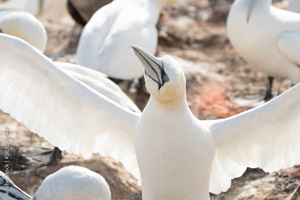 Northern gannet with spreadout wings landing near his mate in a breeding colony at cliffs of Helgoland island, Germany