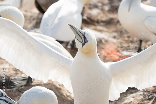 Obraz na płótnie Northern gannet with spreadout wings landing near his mate in a breeding colony at cliffs of Helgoland island, Germany w salonie