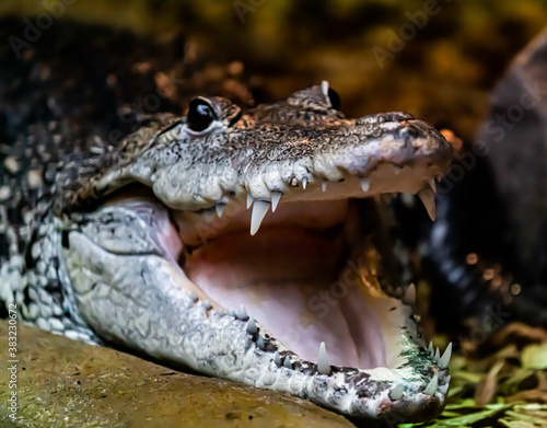 Small Caiman crocodile resting by the water with its mouth open, flashing deadly teeth.