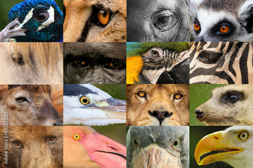 Collage of animal portraits photo