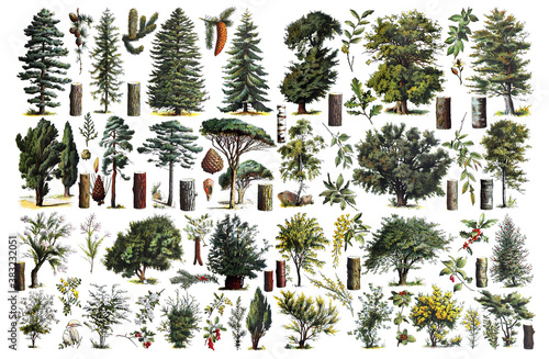 Vintage collection of trees / Diversity of trees / Antique engraved illustration from from La Rousse XX Sciele	 photo