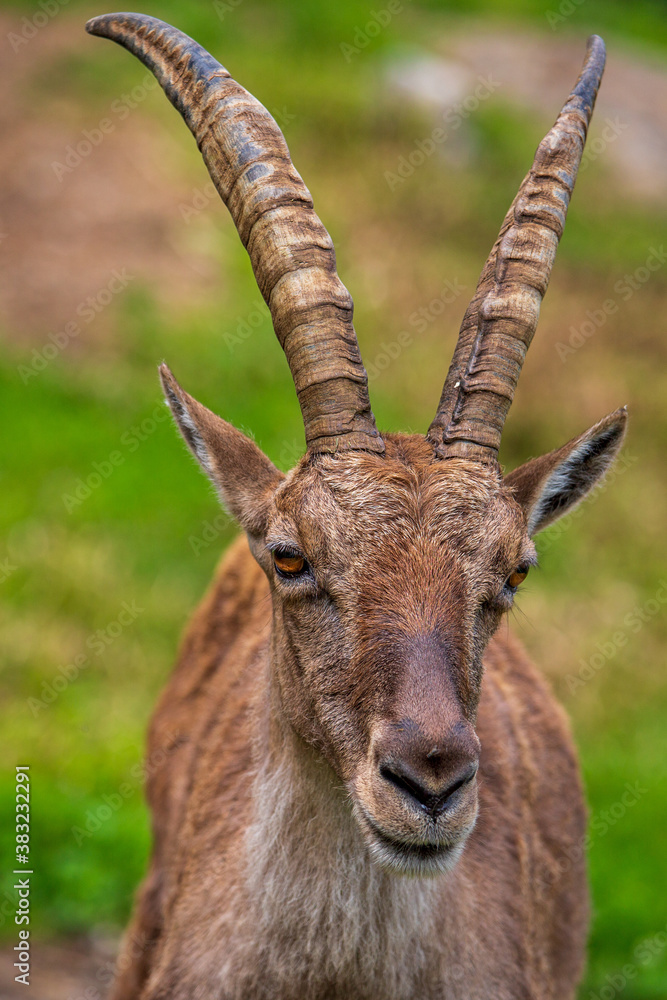 Steinbock - Alpen - Alpensteinbock - alpin - Allgäu