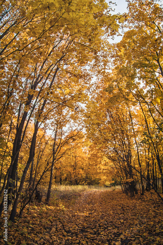 Fototapeta Naklejka Na Ścianę i Meble -  forest paths with autumn forest in city park