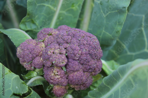 Purple cauliflower with green leaves.