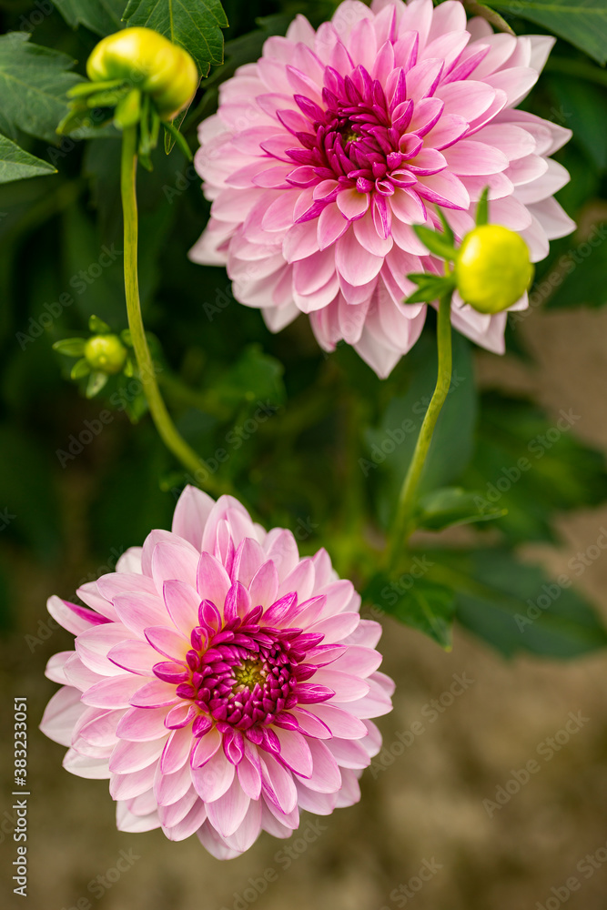 Full blooming of dahlia (Dahlia) in Japan in autumn Full blooming of dahlia (Dahlia) in Japan in autumn