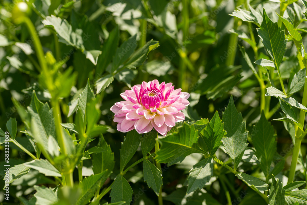 Full blooming of dahlia (Dahlia) in Japan in autumn