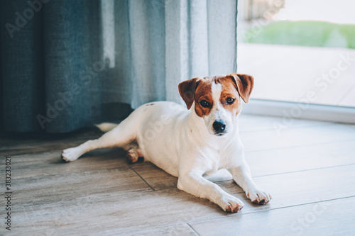 Fototapeta Naklejka Na Ścianę i Meble -  Adorable puppy Jack Russell Terrier  lying  on a wooden floor near a window.