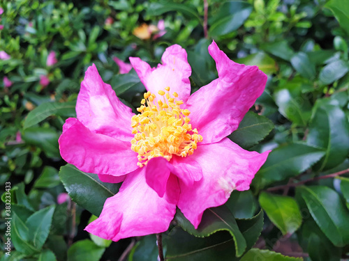 Pink Camellia or Camellia japonica flower on a green bush.