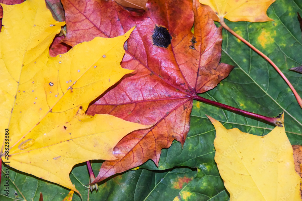multicolored red yellow green maple leaves and chestnuts multicolored red yellow green maple leaves and chestnuts