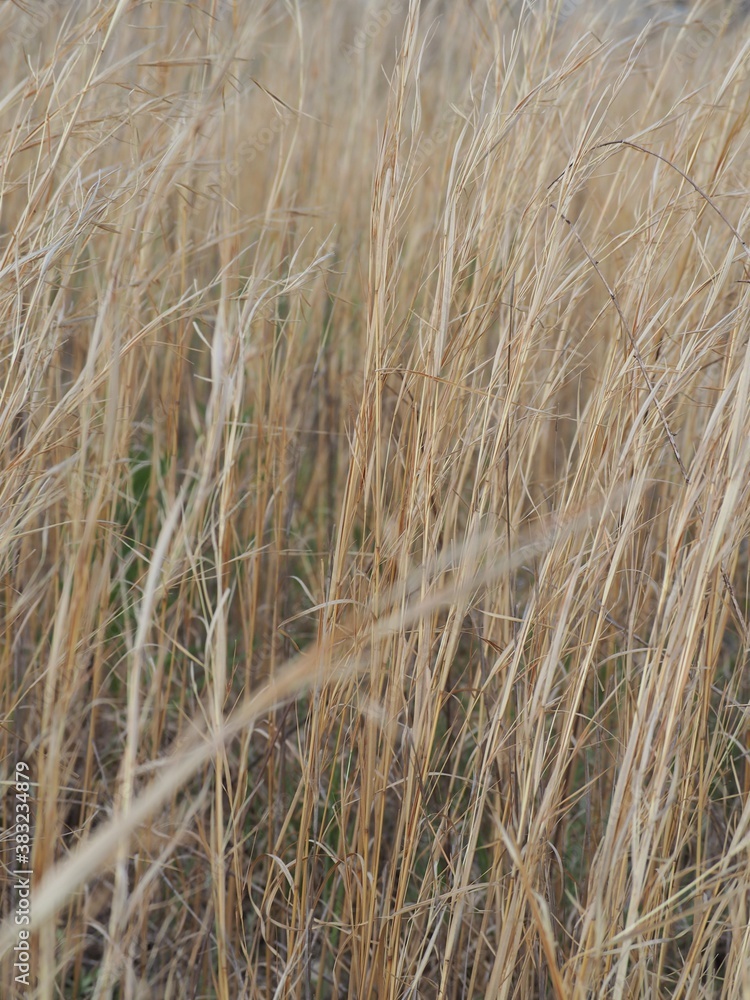 Fototapeta premium 秋の野原