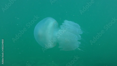 Dustbin-lid jellyfish (Rhizostoma pulmo) floats against the background of the water column penetrated by sunshine. photo