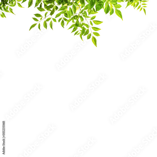 Isolate leaves on the white background. Green leaves for background.Fresh leaves.branch with green leaves isolated on white.
