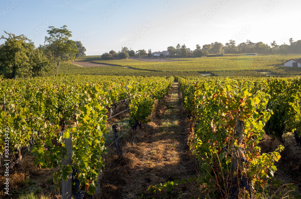 Ripe red Merlot grapes on rows of vines in a vienyard before the wine harvest in Saint Emilion region. France