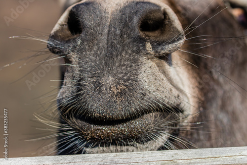 Osioł domowy Equus asinus, jego usta, nos i wąsy, uśmiechnięta twarz - piękne usta osła domowego